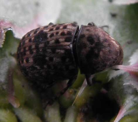 Curculionidae? No. Anthribidae; forse Anthribus nebulosus